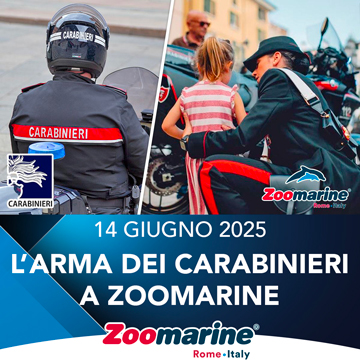 ARMA DEI CARABINIERI A ZOOMARINE